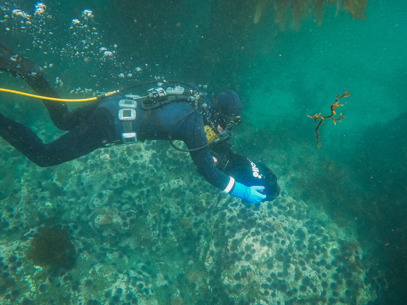 Discover the vibrant marine life at Scott's Head Marine Reserve