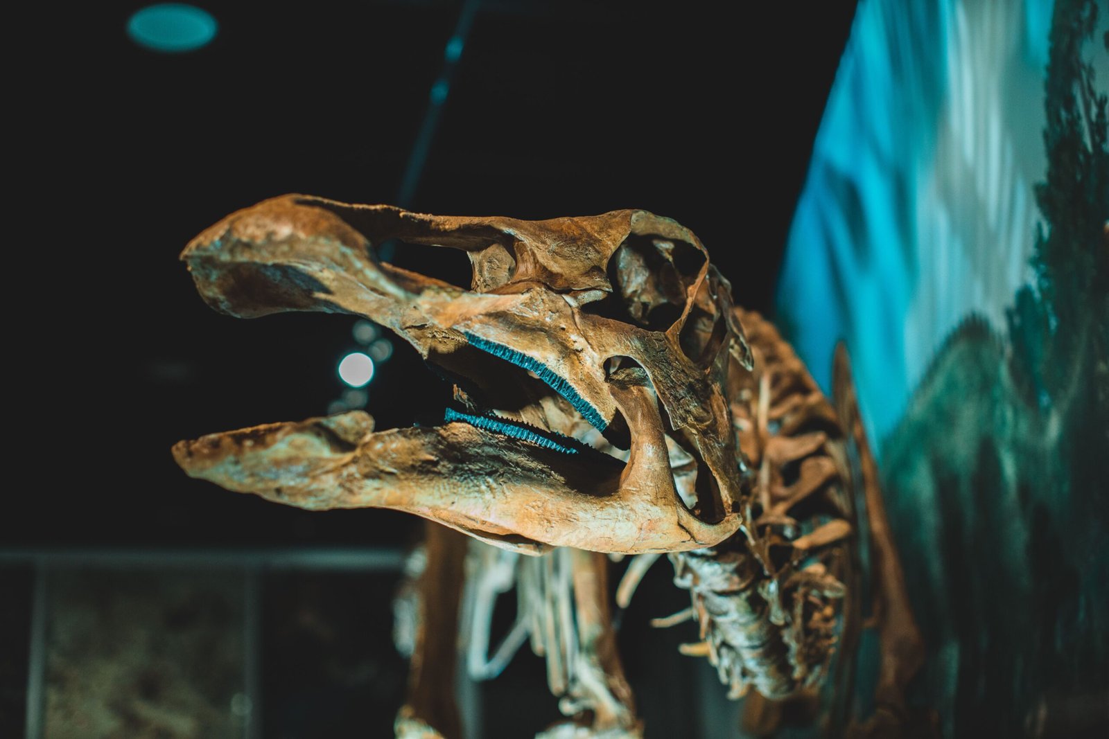 Take a trip to the Royal Ontario Museum for its dinosaur and ancient artifacts exhibits.