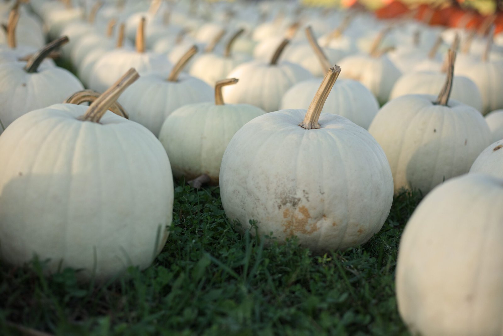 Visit the Pumpkin Patch at Soergel Orchards