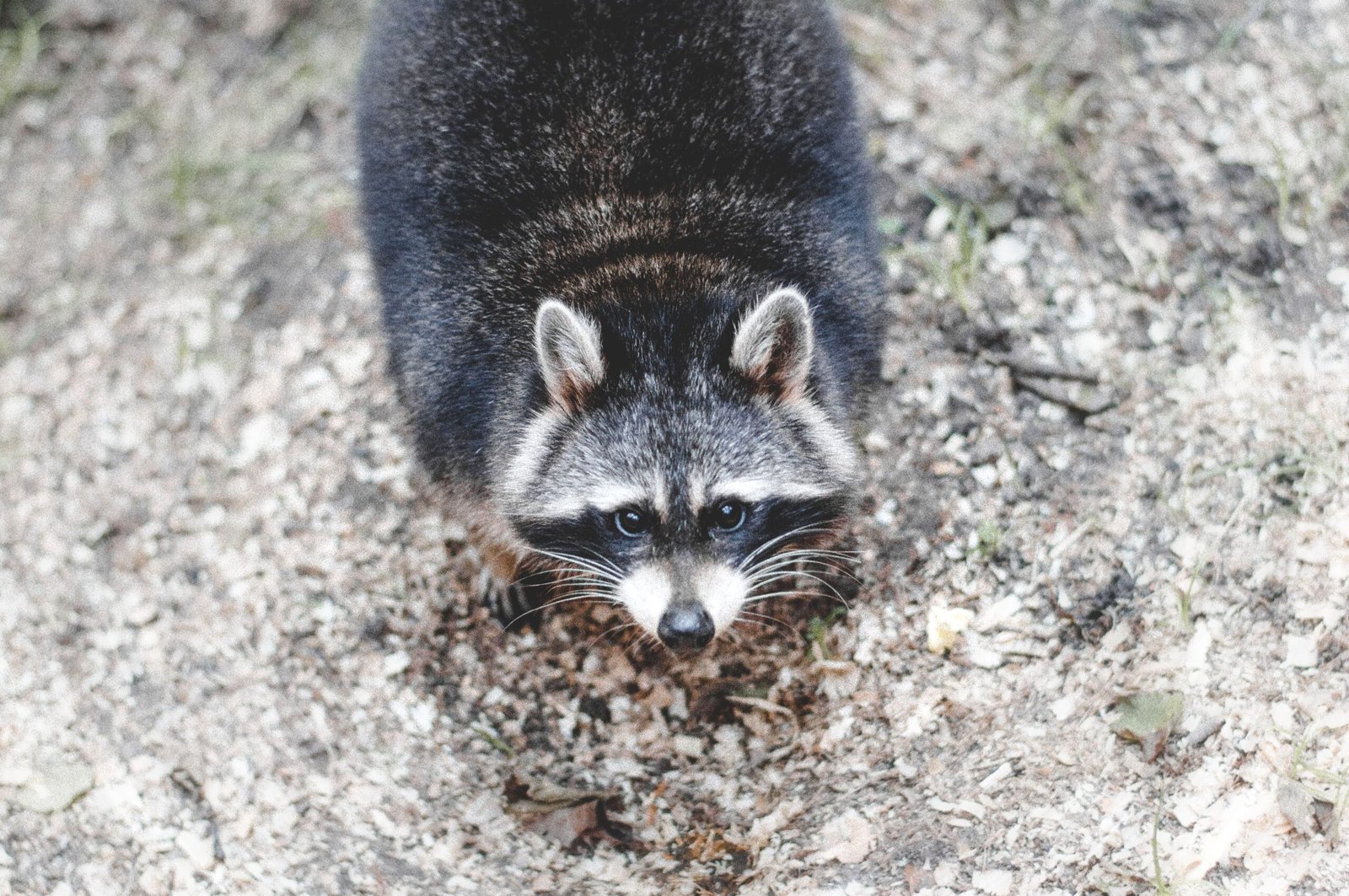 Visit Bearizona Wildlife Park and see native North American animals up close.
